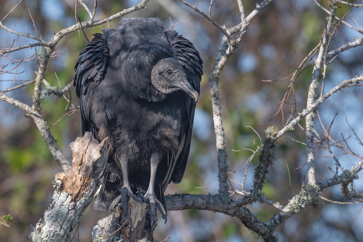 Black Vulture - ML647297255