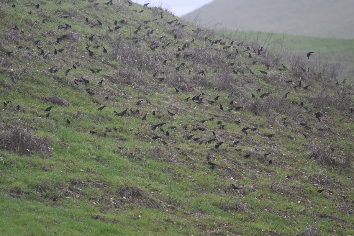 Red-winged Blackbird - ML647297258
