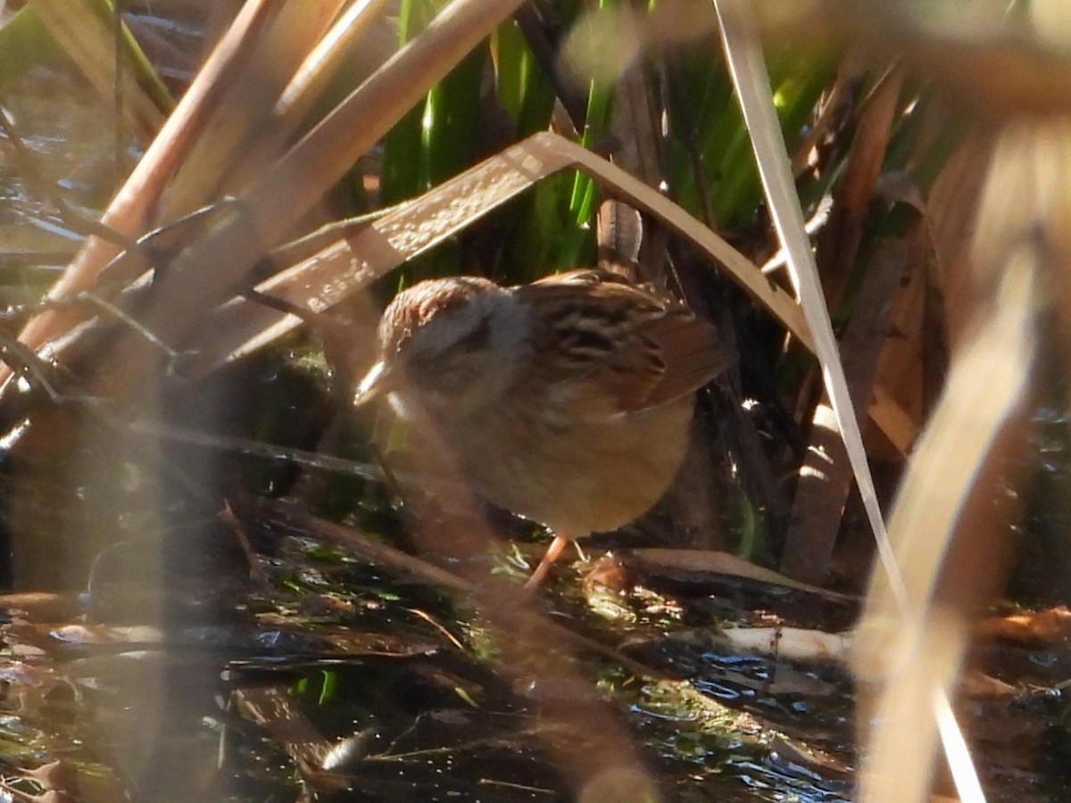 Swamp Sparrow - ML647297269