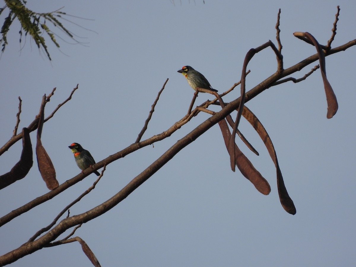 Coppersmith Barbet - ML647297276