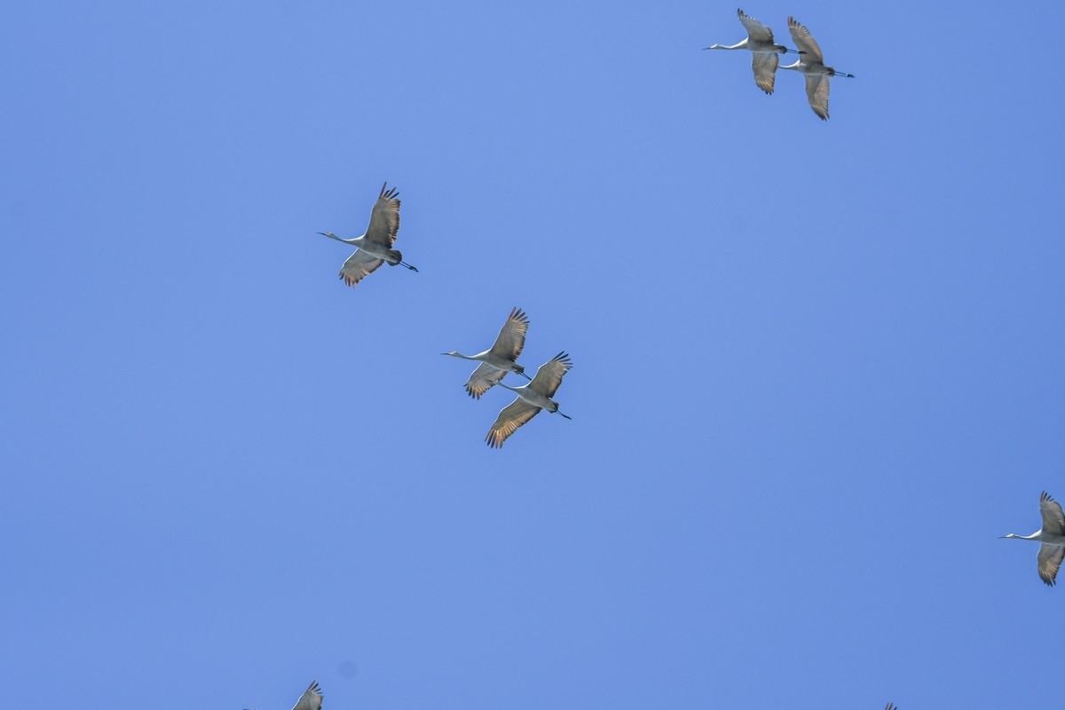 Grulla Canadiense - ML647297280