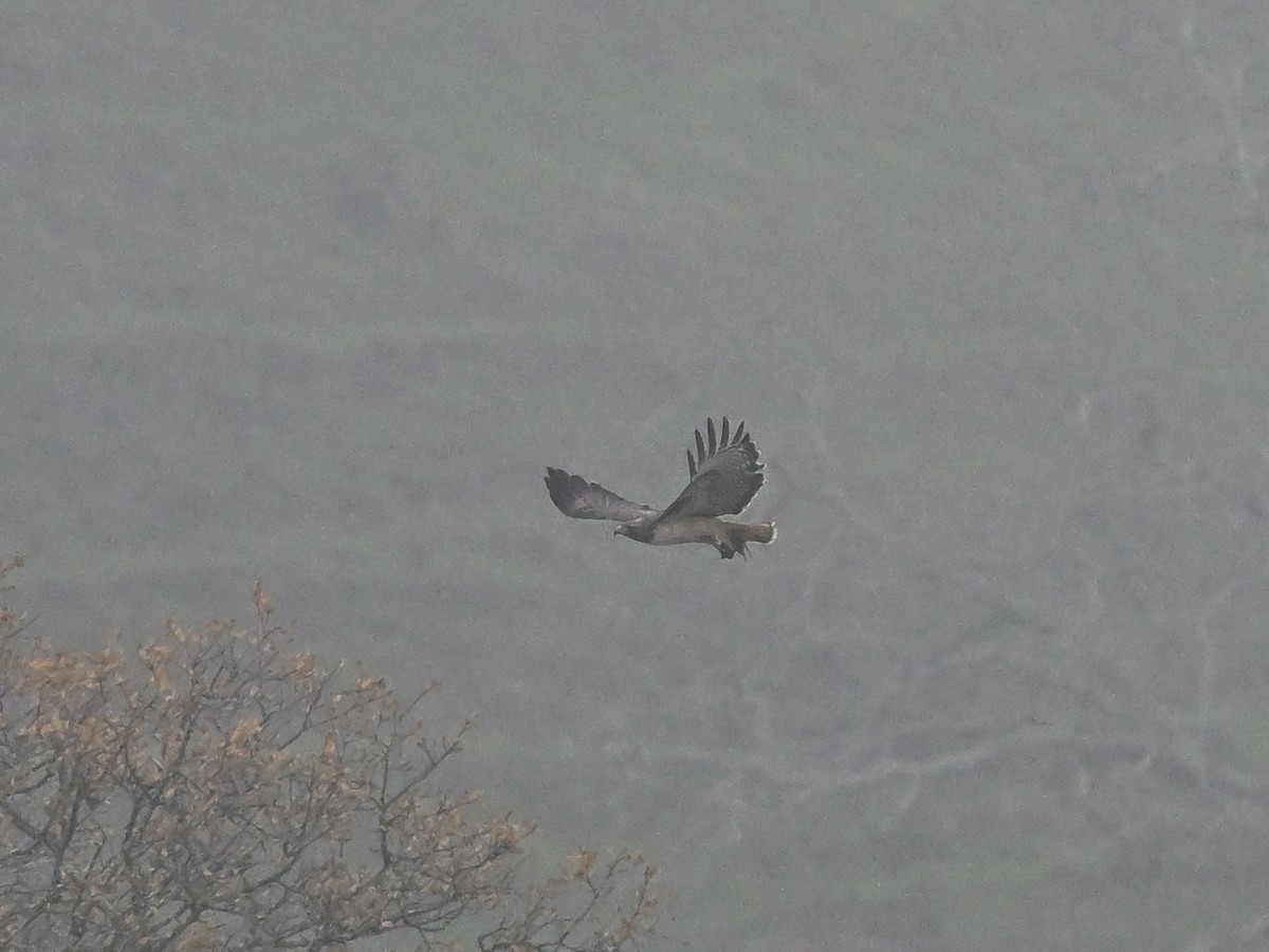 Red-tailed Hawk - ML647297289