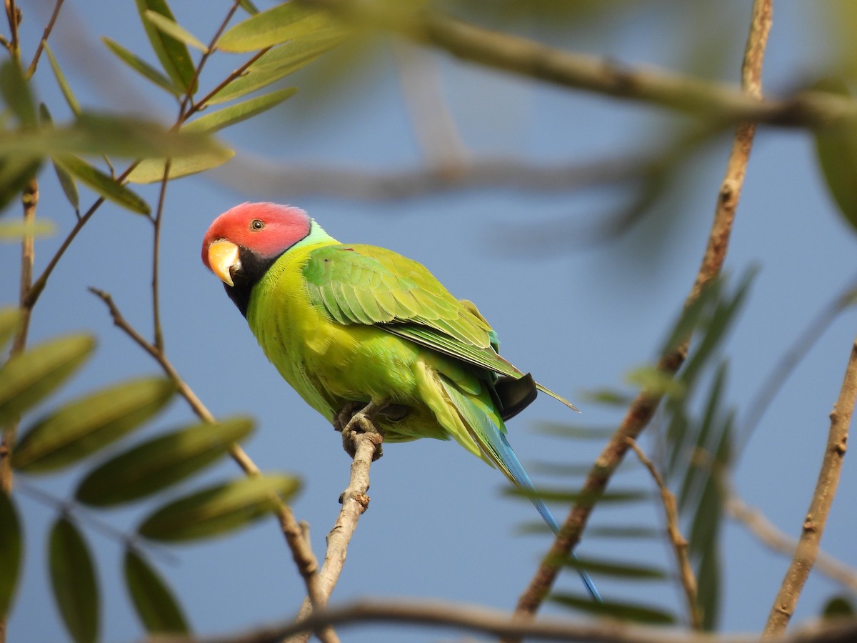 Perruche à tête prune - ML647297297