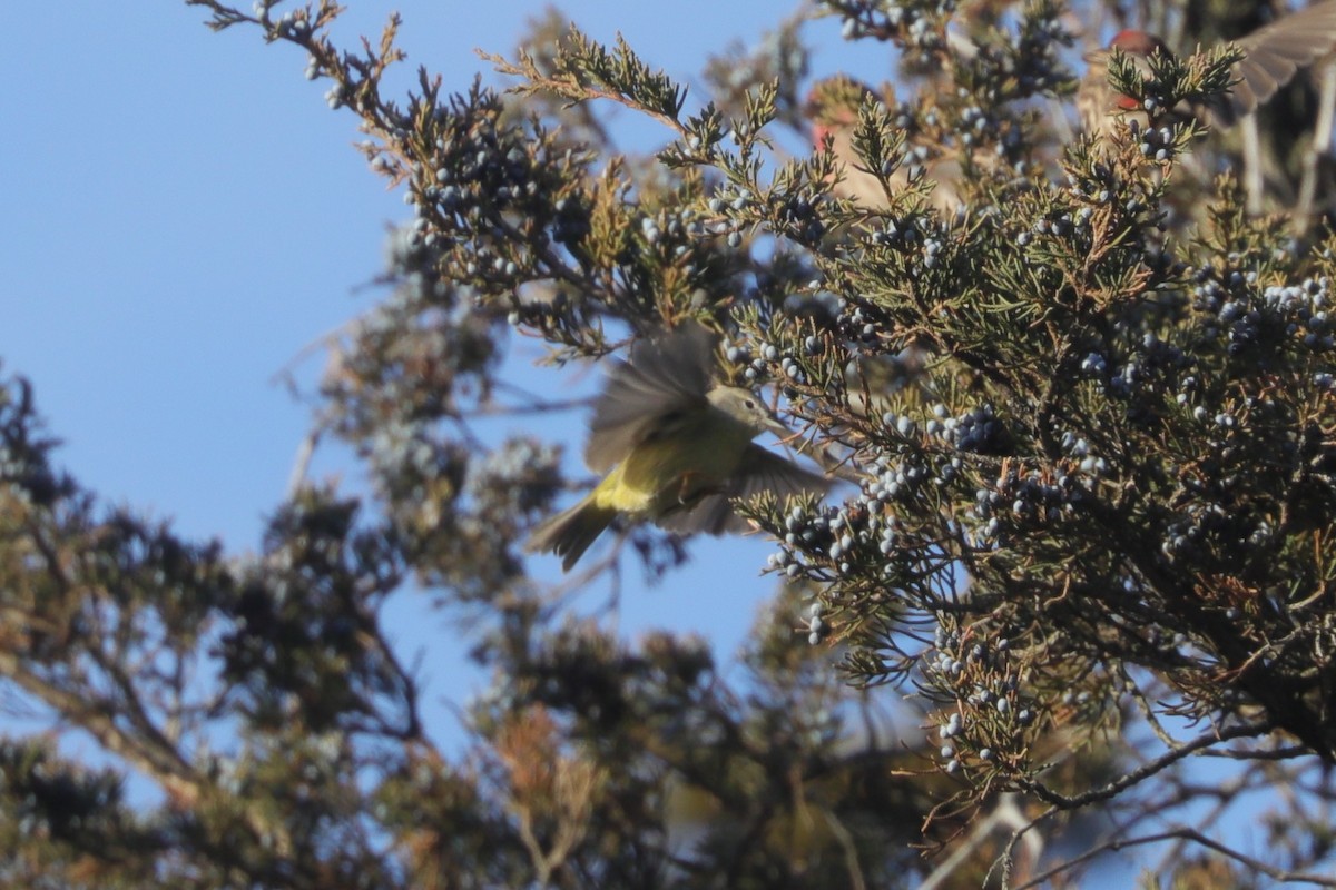 サメズアカアメリカムシクイ（celata／orestera） - ML647297306