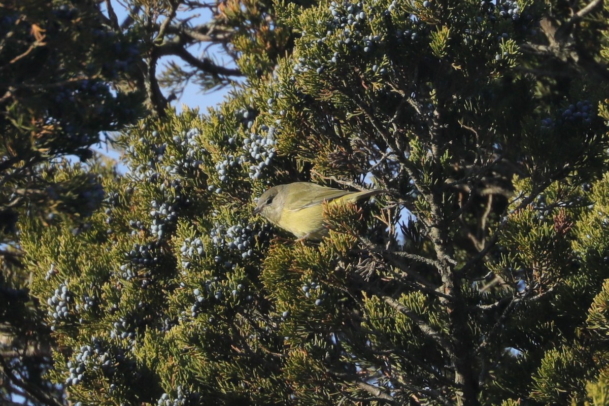 サメズアカアメリカムシクイ（celata／orestera） - ML647297310
