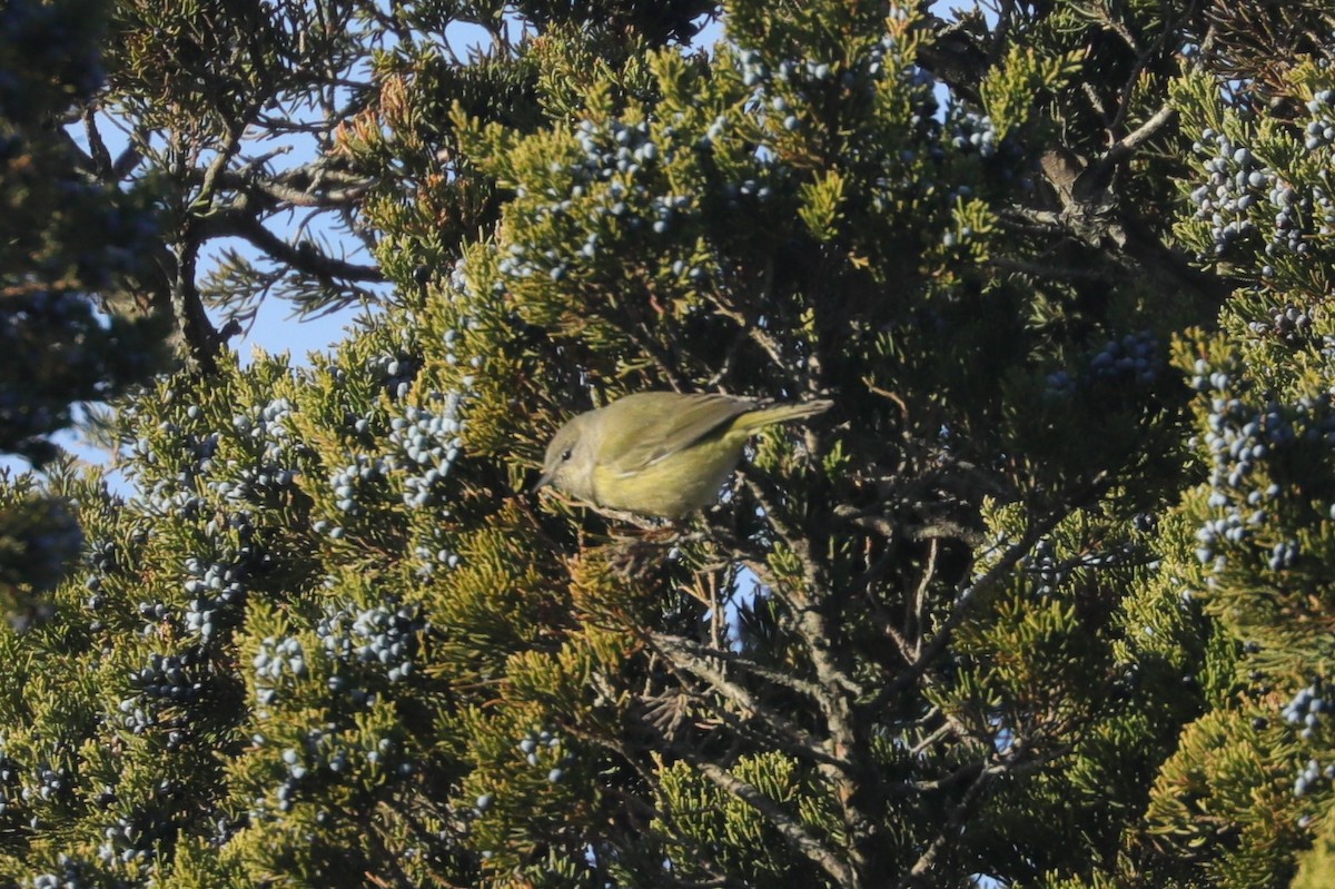 サメズアカアメリカムシクイ（celata／orestera） - ML647297311