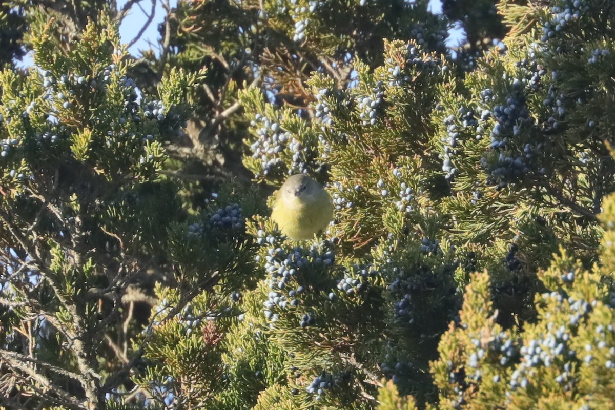 サメズアカアメリカムシクイ（celata／orestera） - ML647297312