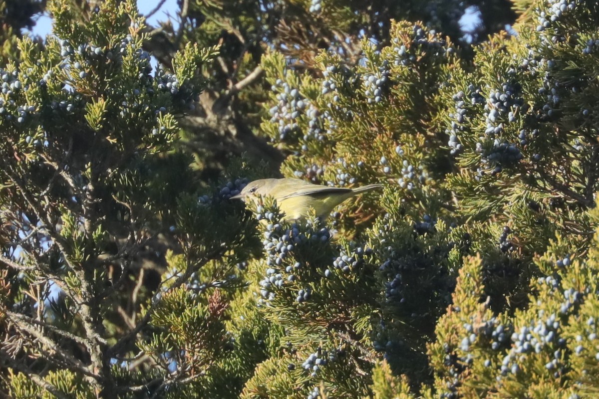 サメズアカアメリカムシクイ（celata／orestera） - ML647297313