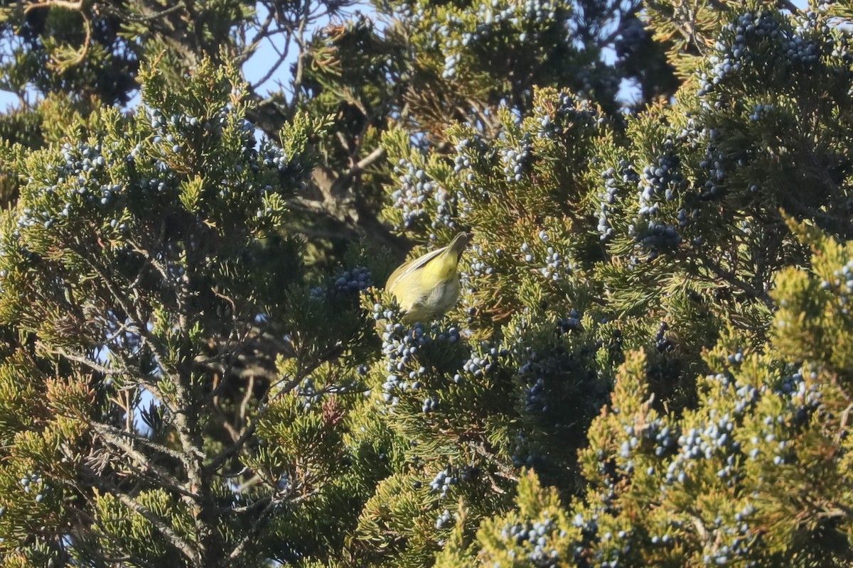 サメズアカアメリカムシクイ（celata／orestera） - ML647297314