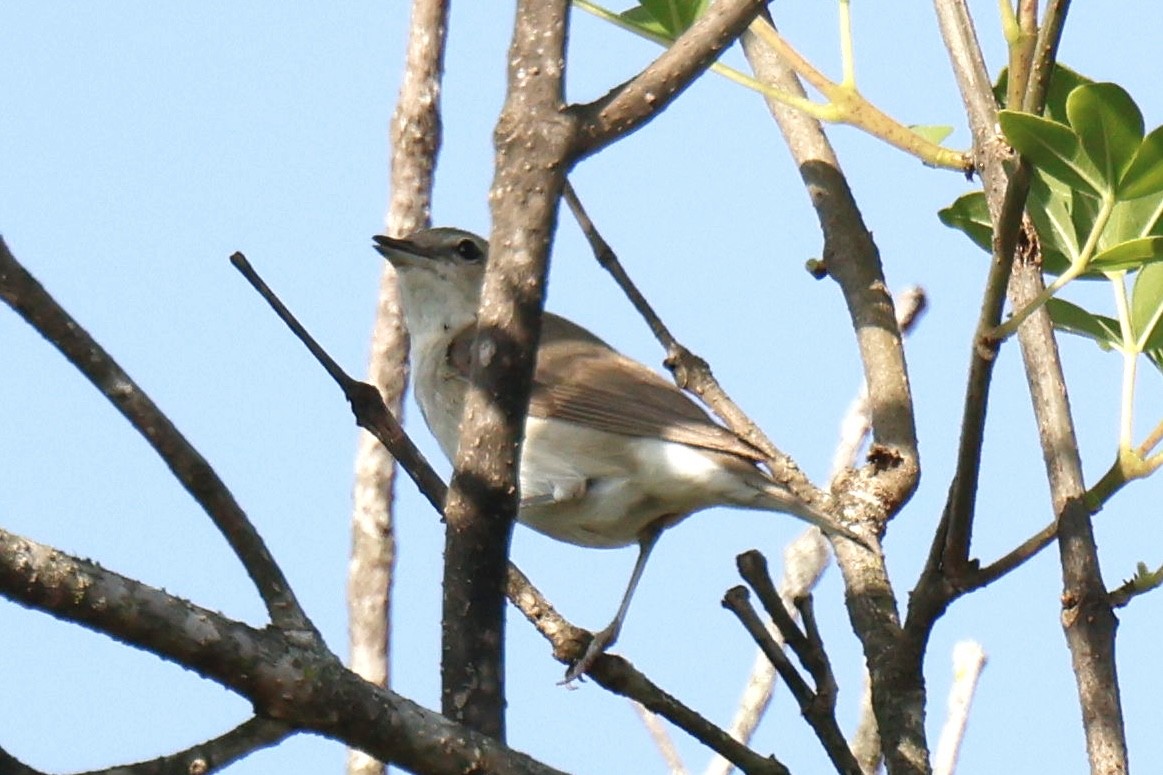 Garden Warbler - ML647297328