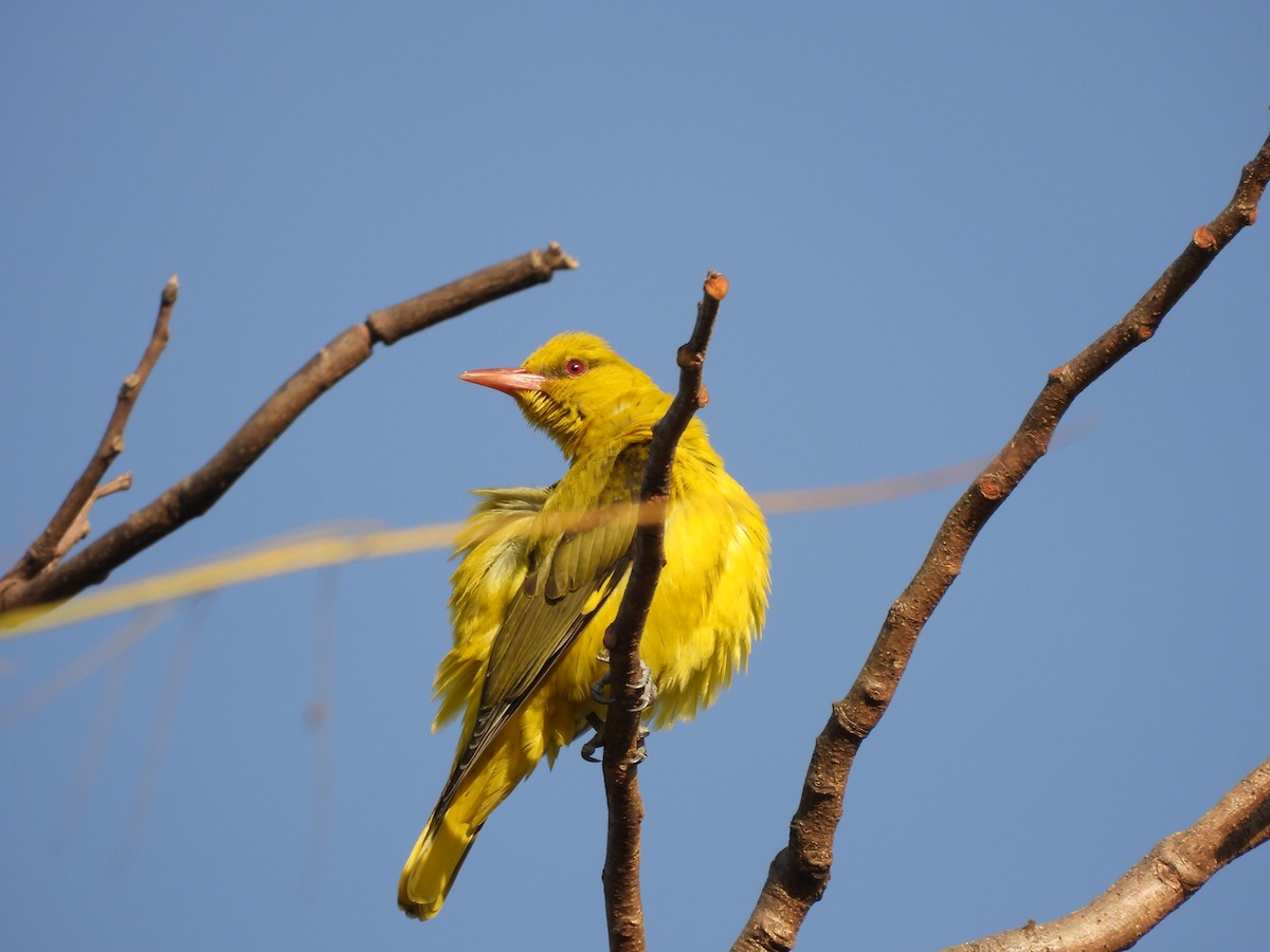 Indian Golden Oriole - ML647297329