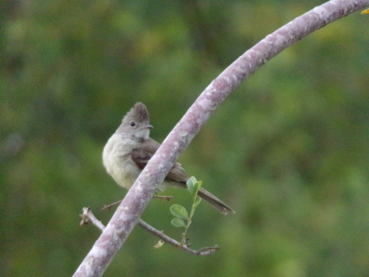 Yellow-bellied Elaenia - ML647297332