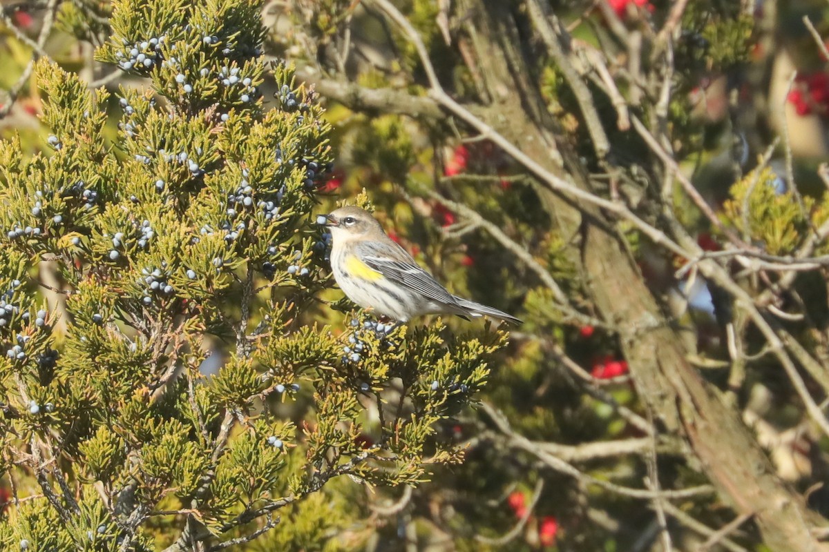 キヅタアメリカムシクイ（coronata） - ML647297333