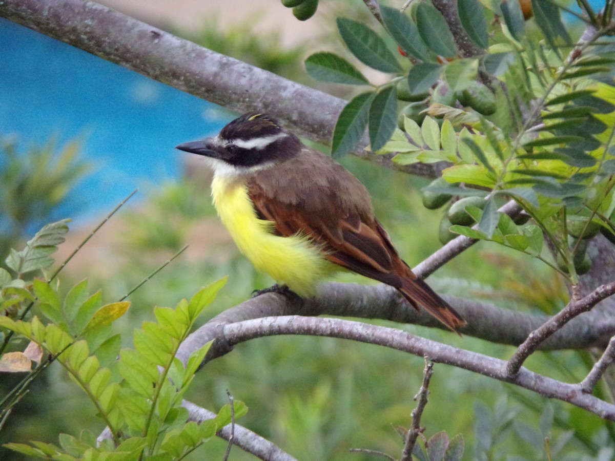 Great Kiskadee - ML647297335
