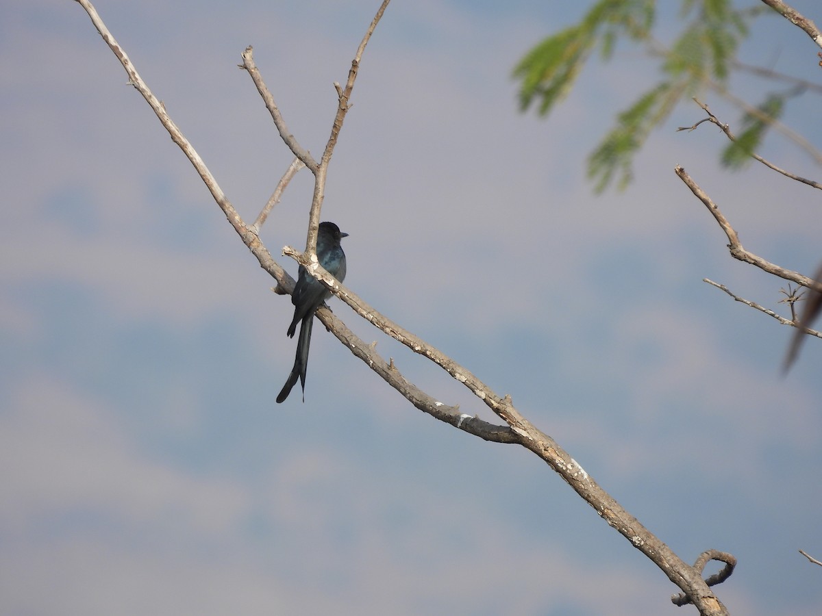 大卷尾 - ML647297337