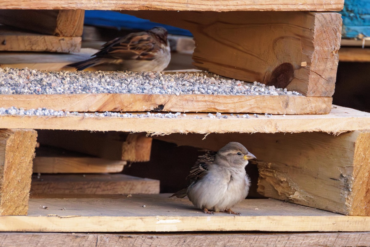 House Sparrow - ML647297345