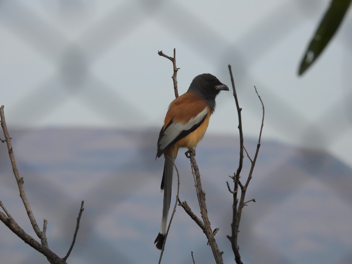 Rufous Treepie - ML647297349
