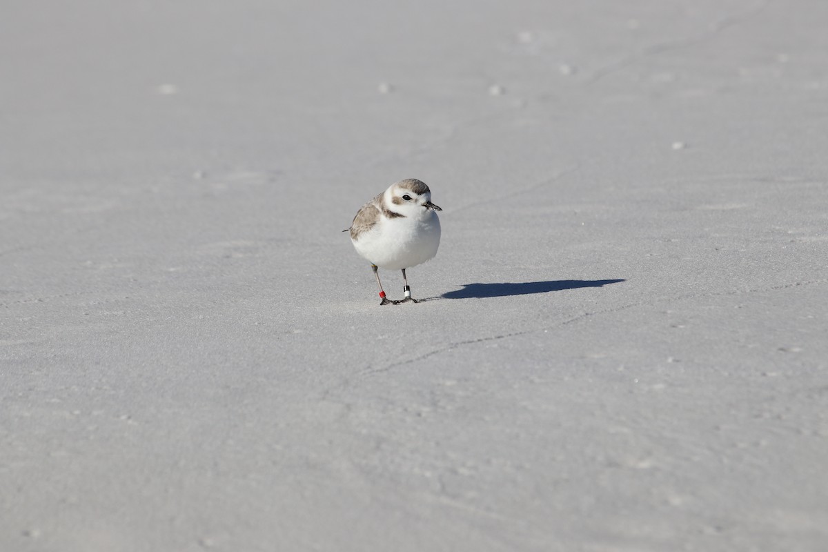 Snowy Plover - ML647297350