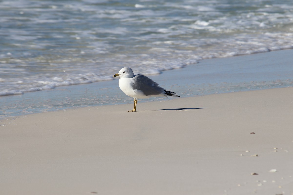 Ring-billed Gull - ML647297365