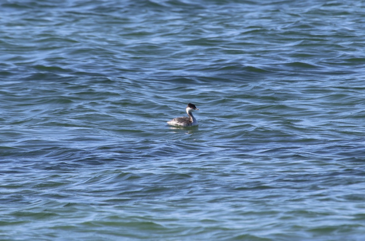 Horned Grebe - ML647297371