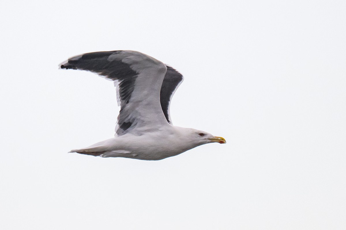 Goéland marin - ML647297374