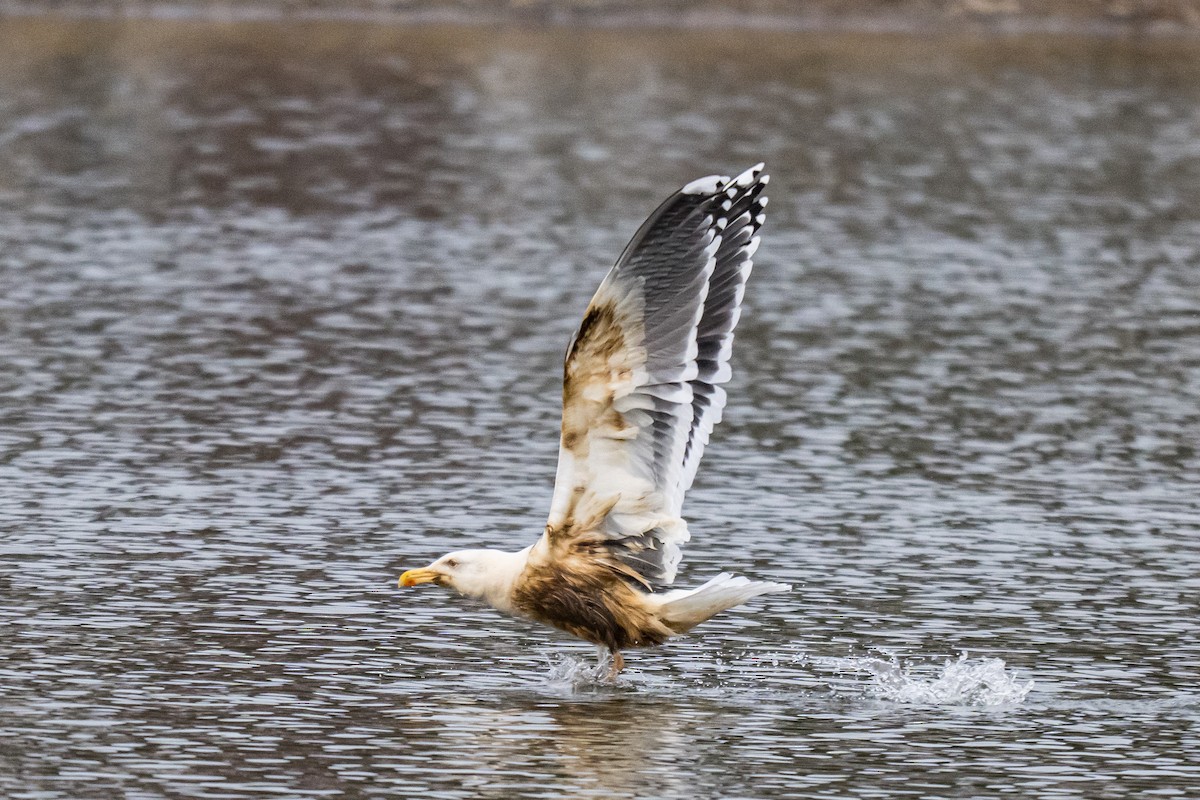 Goéland marin - ML647297375