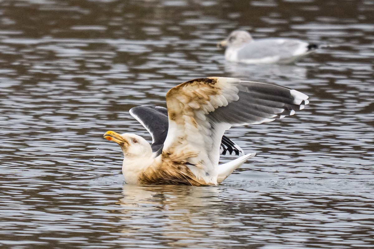 Goéland marin - ML647297376