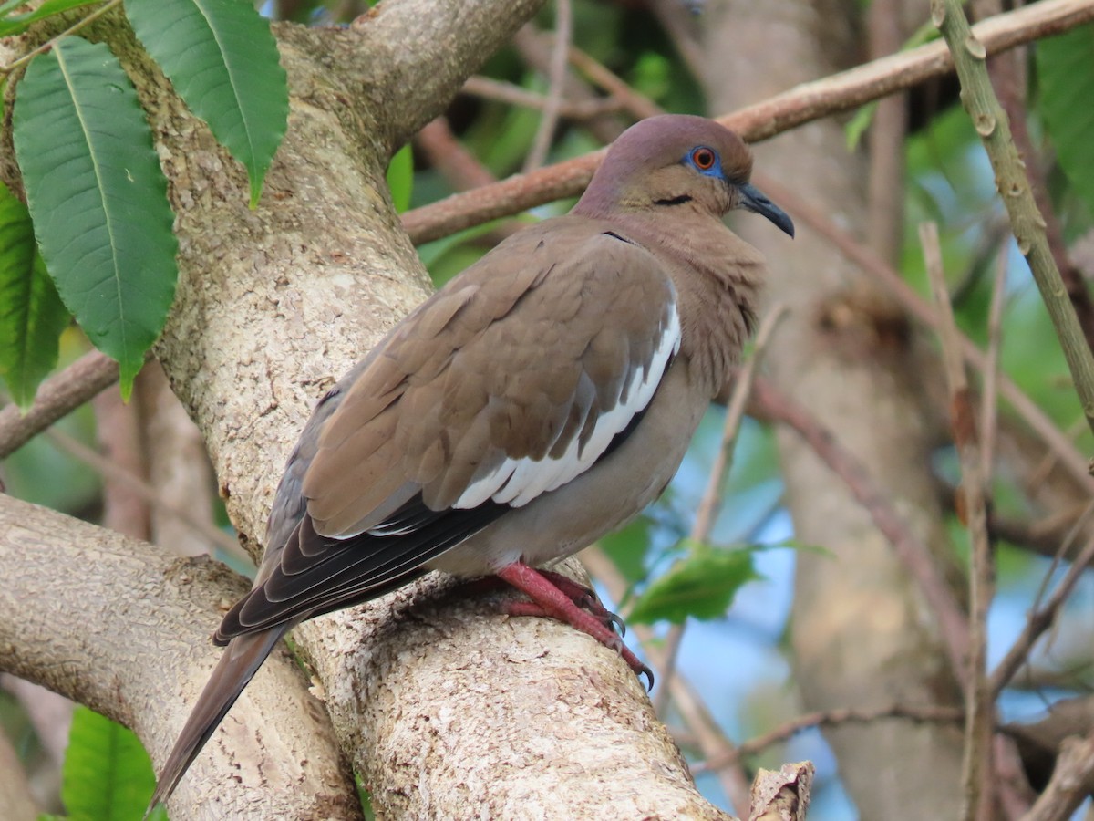 White-winged Dove - ML647297379