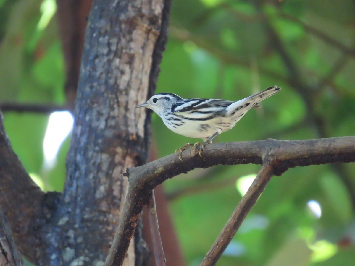 Black-and-white Warbler - ML647297383