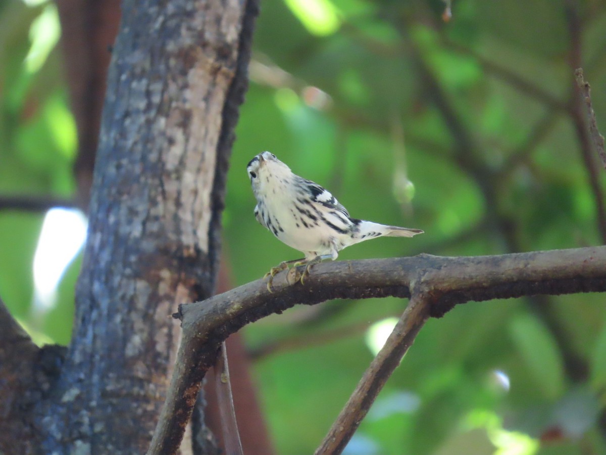 Black-and-white Warbler - ML647297384