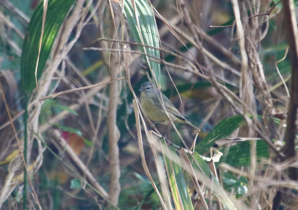 Orange-crowned Warbler - ML647297388