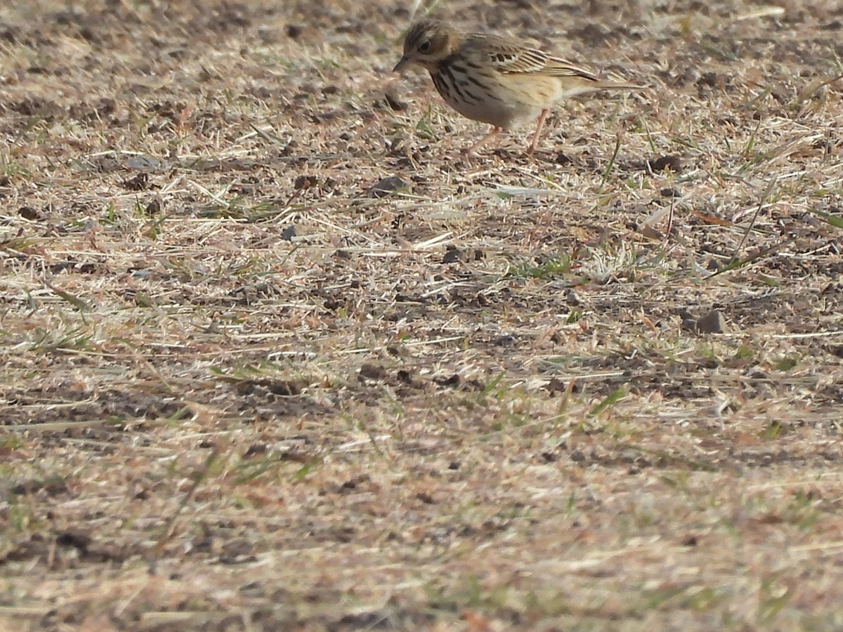 林鷚 - ML647297410