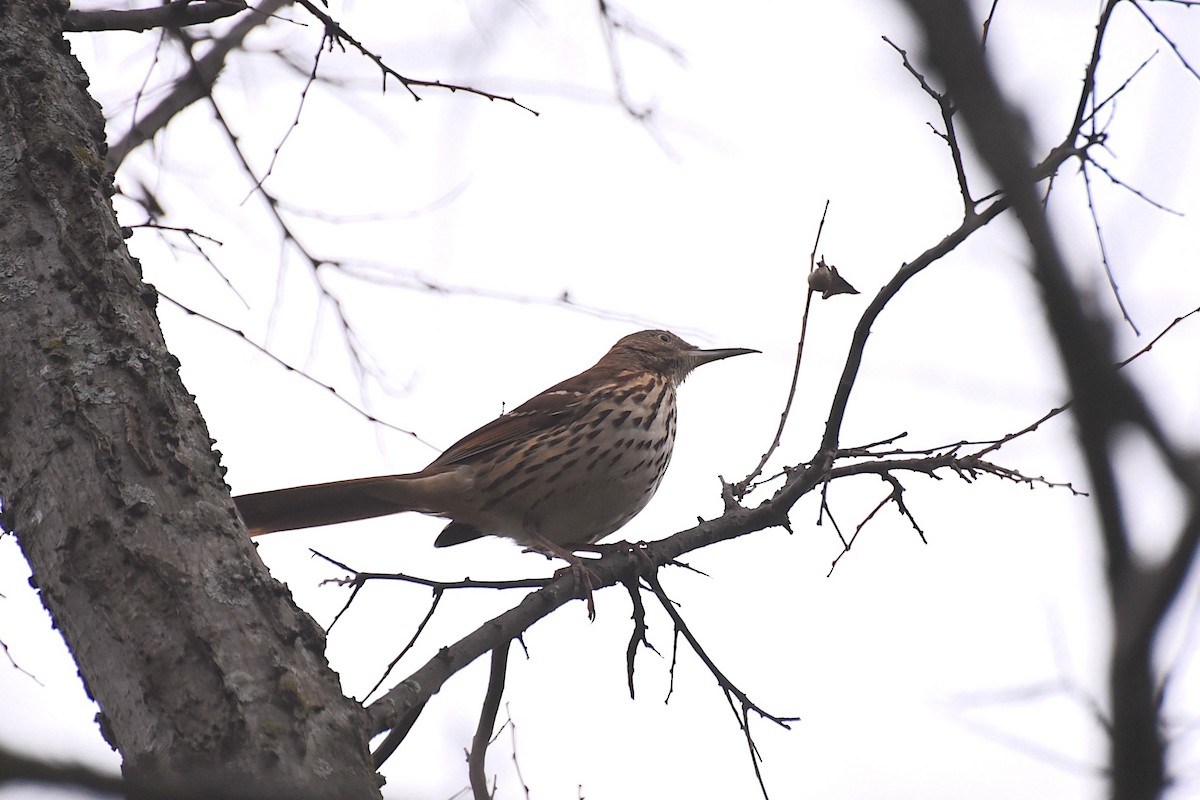 Brown Thrasher - ML647297421