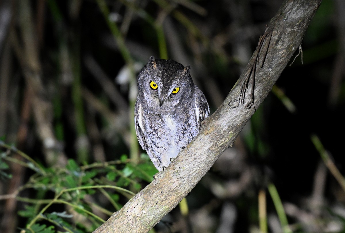 Petit-duc d'Orient (modestus) - ML647297425