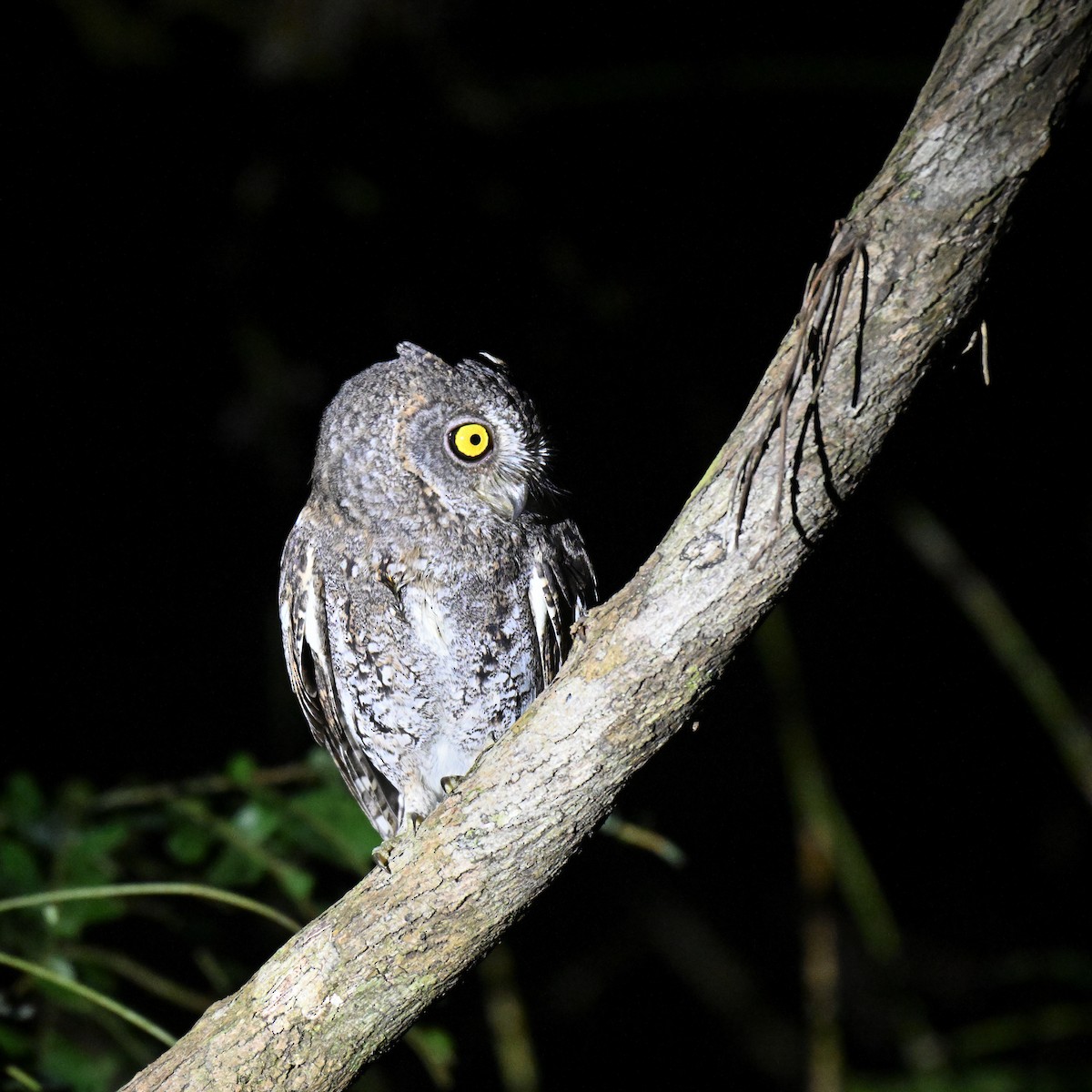 Petit-duc d'Orient (modestus) - ML647297426