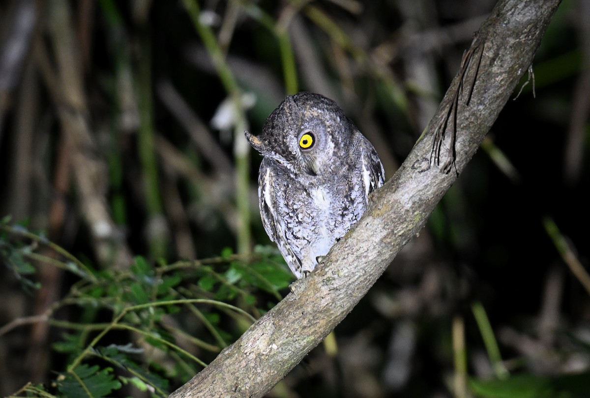 Petit-duc d'Orient (modestus) - ML647297428