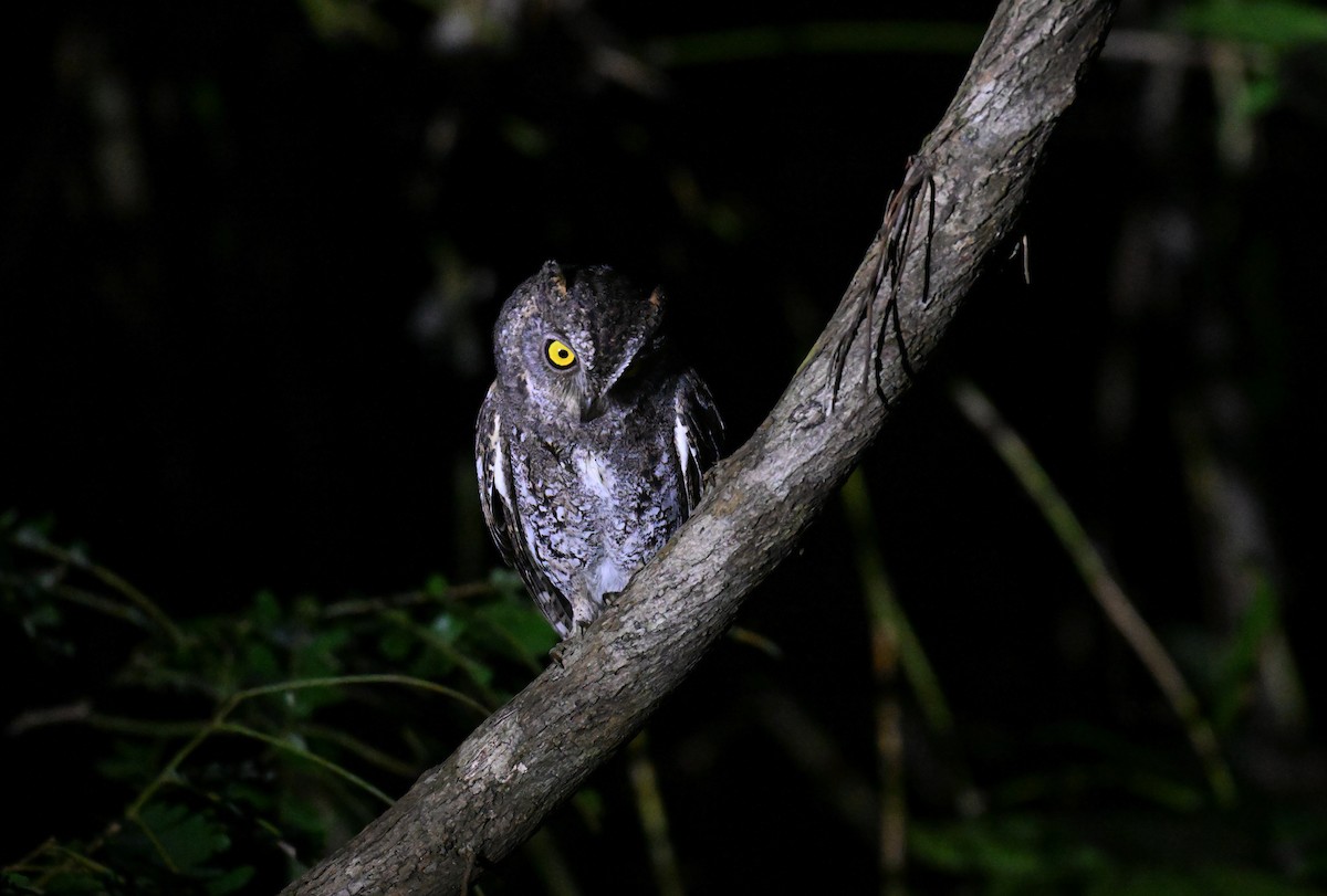 Petit-duc d'Orient (modestus) - ML647297429