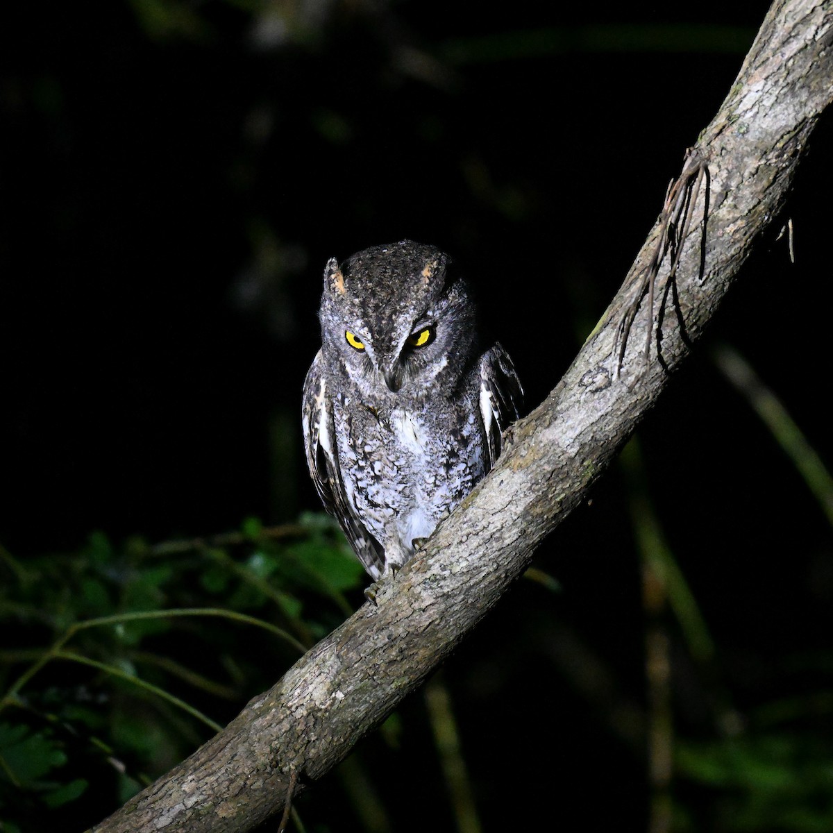 Petit-duc d'Orient (modestus) - ML647297430