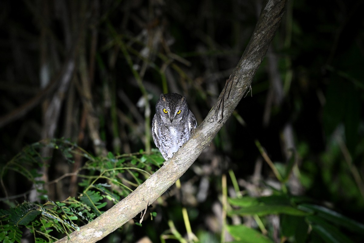 Petit-duc d'Orient (modestus) - ML647297433