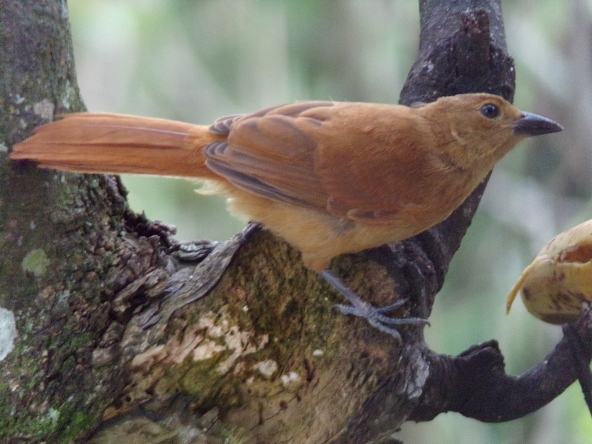 White-lined Tanager - ML647297438