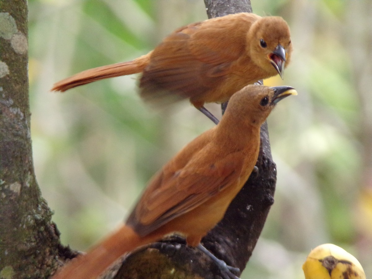 White-lined Tanager - ML647297439