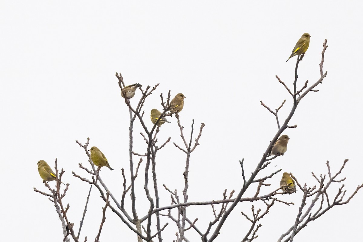 European Greenfinch - ML647297441