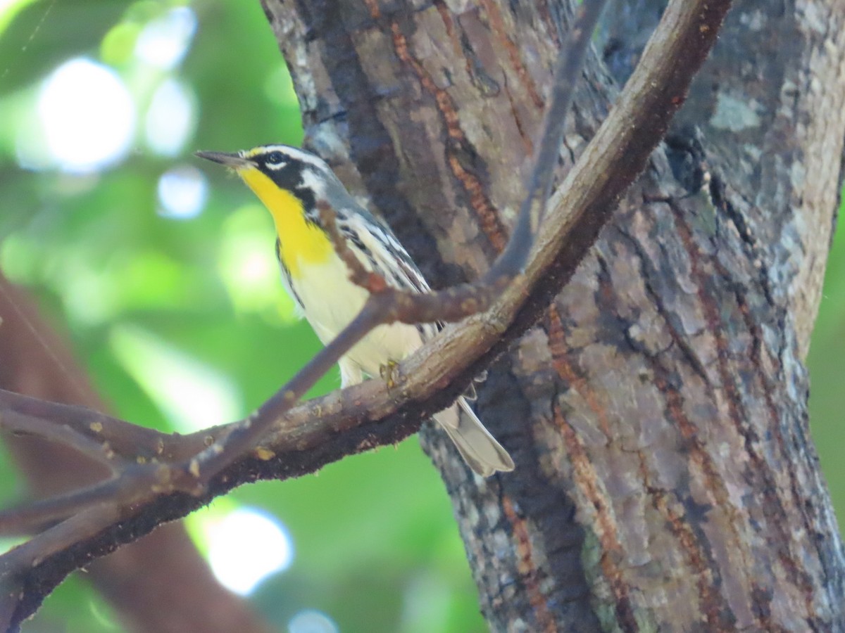 Goldkehl-Waldsänger - ML647297455