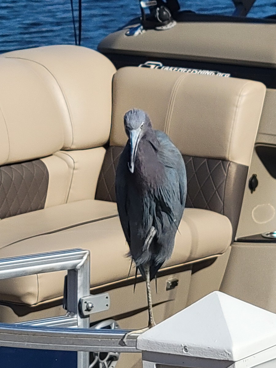 Little Blue Heron - ML647297464