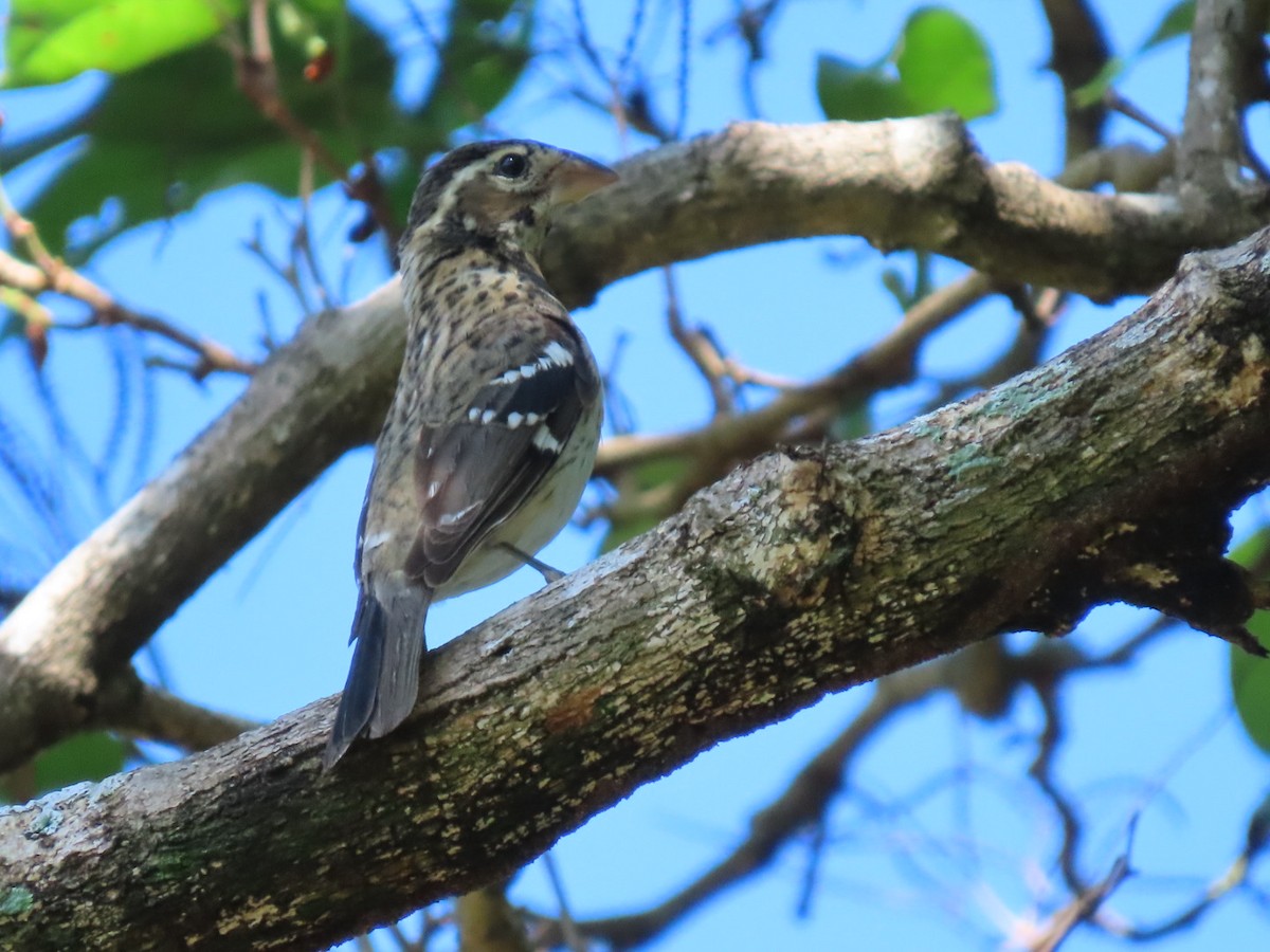 Rose-breasted Grosbeak - ML647297465