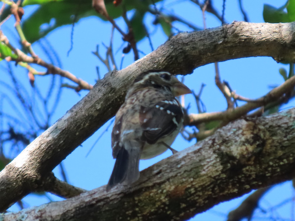 Rose-breasted Grosbeak - ML647297466