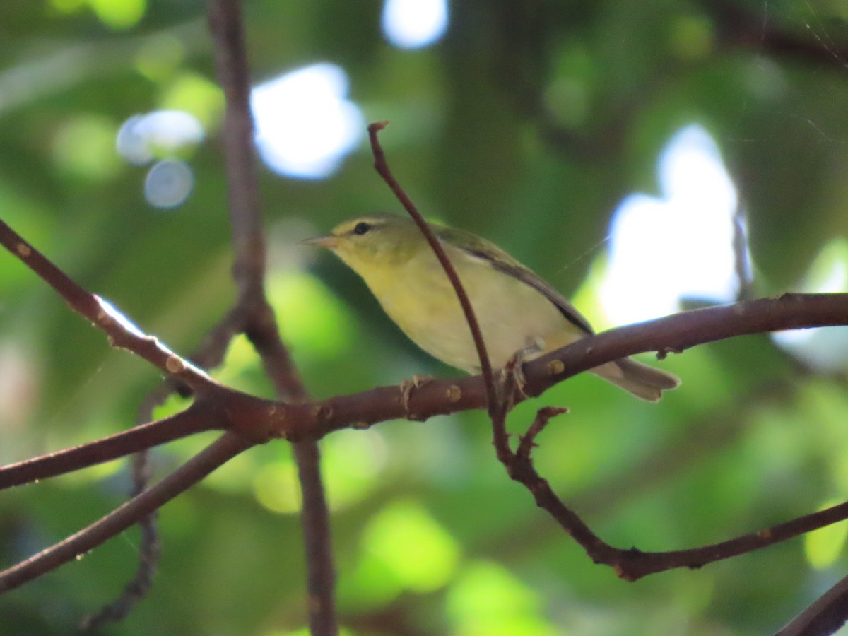 Tennessee Warbler - ML647297468