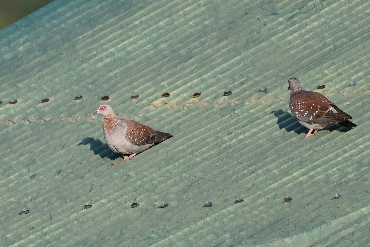 Speckled Pigeon - ML647297472