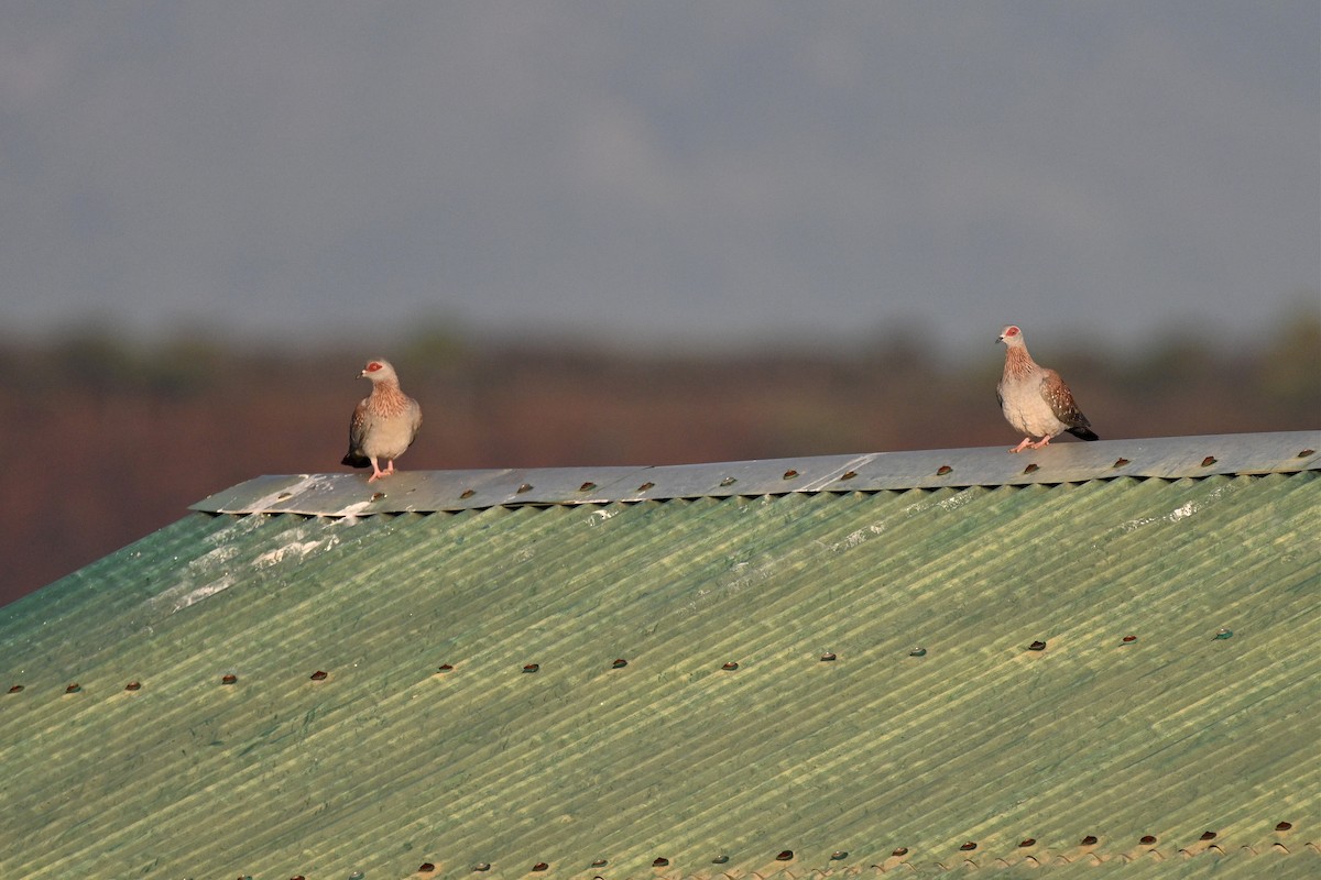 Speckled Pigeon - ML647297473