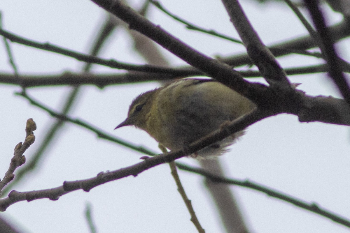 Tennessee Warbler - ML647297491